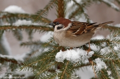 152 Feldsperling - Passer montanus